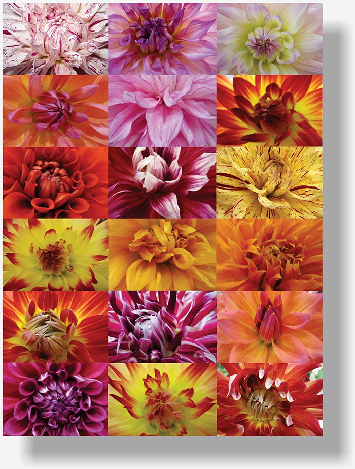 So Cal Nursery Plants poster